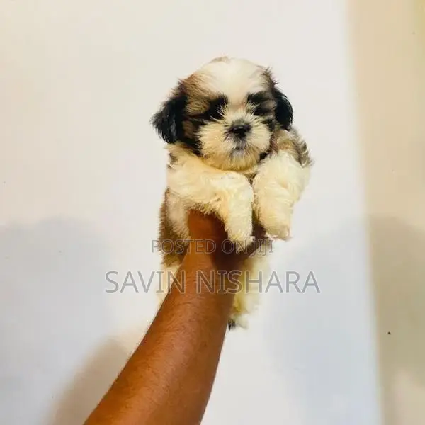 Shih Tzu Puppy