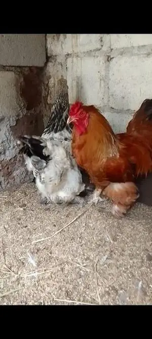බ්‍රාම ජෝඩුවක්