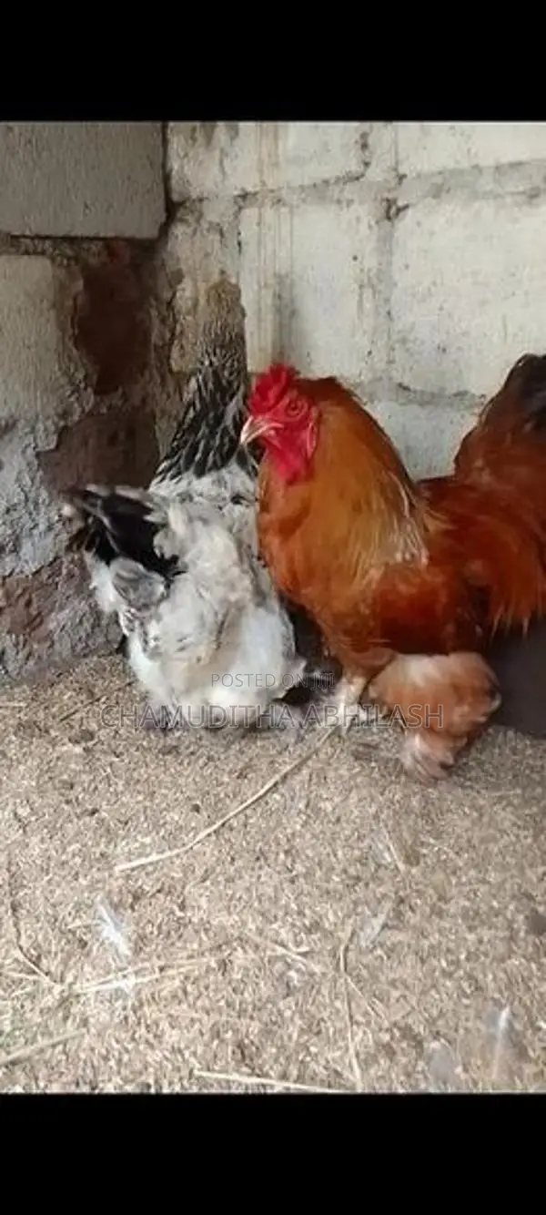 බ්‍රාම ජෝඩුවක්