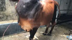 Farm Cow
