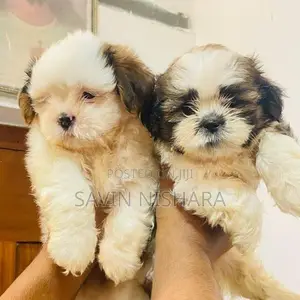 Shih Tzu Puppy