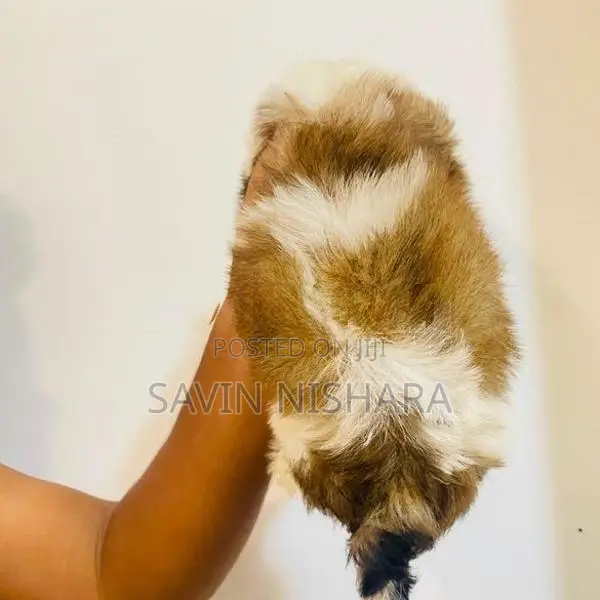 Shih Tzu Puppy