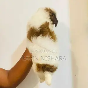Shih Tzu Puppy