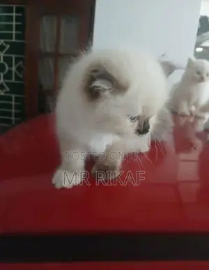 Himalayan kitten