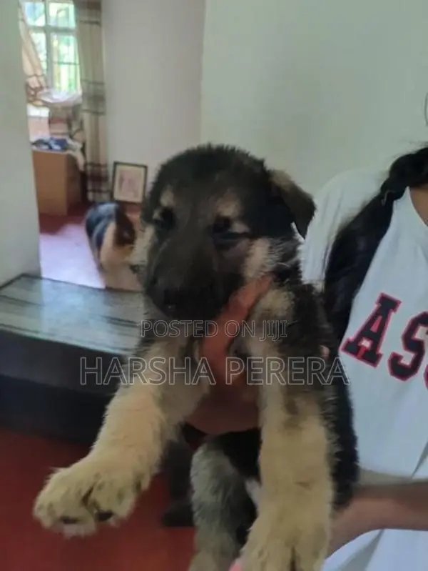Lion German Shepherd Puppies