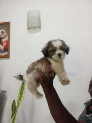 Shih Tzu Puppy