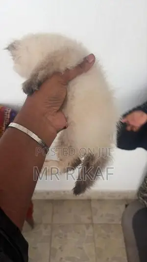 Himalayan kitten
