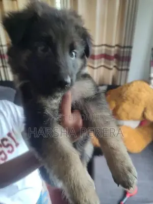 Lion German Shepherd Puppies