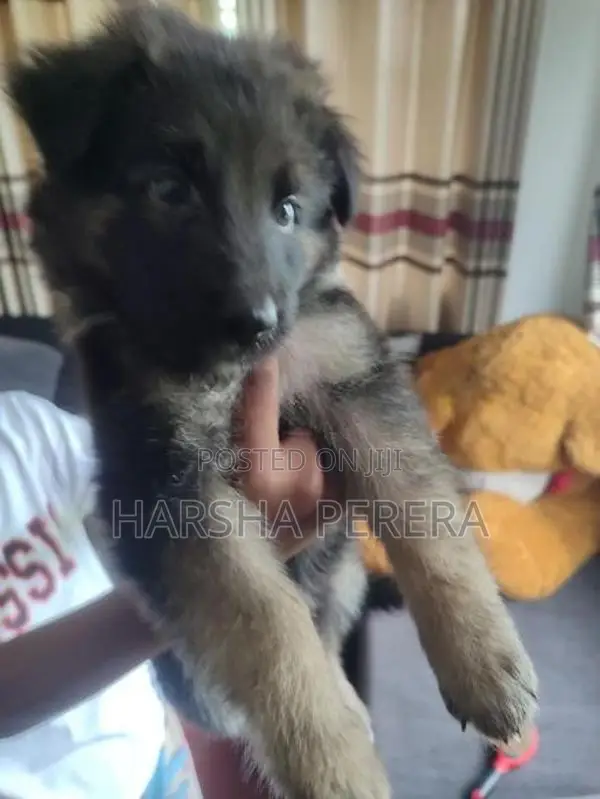 Lion German Shepherd Puppies