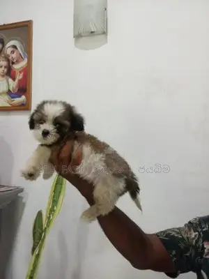 Shih Tzu Puppy