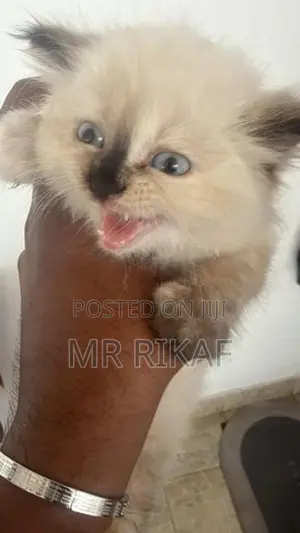 Himalayan kitten