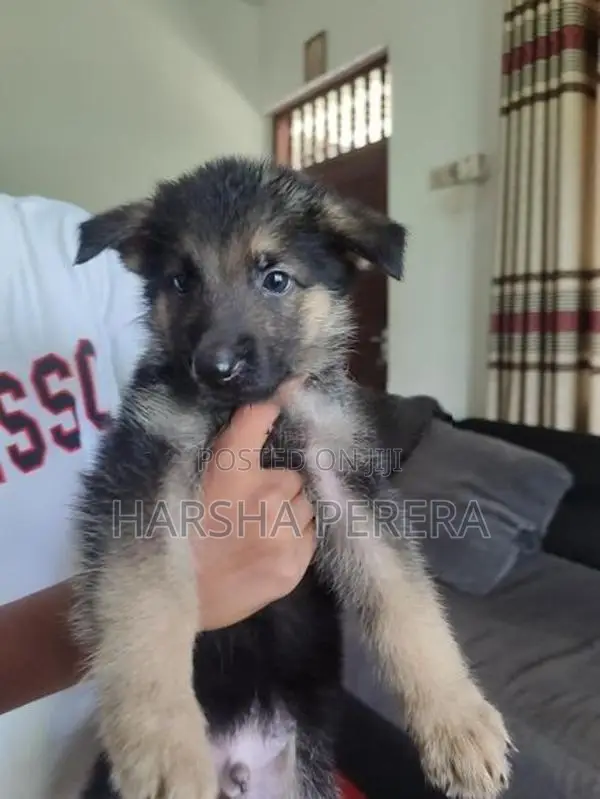 Lion German Shepherd Puppies