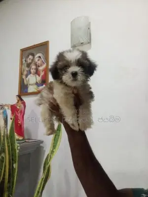 Shih Tzu Puppy