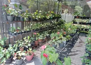 Anthurium Net Green House