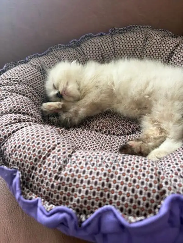 Himalayan kitten