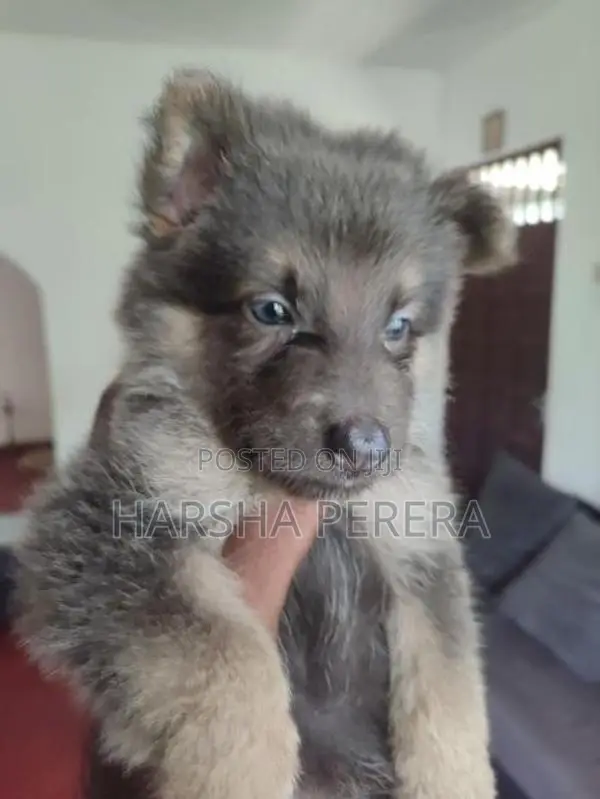 Lion German Shepherd Puppies