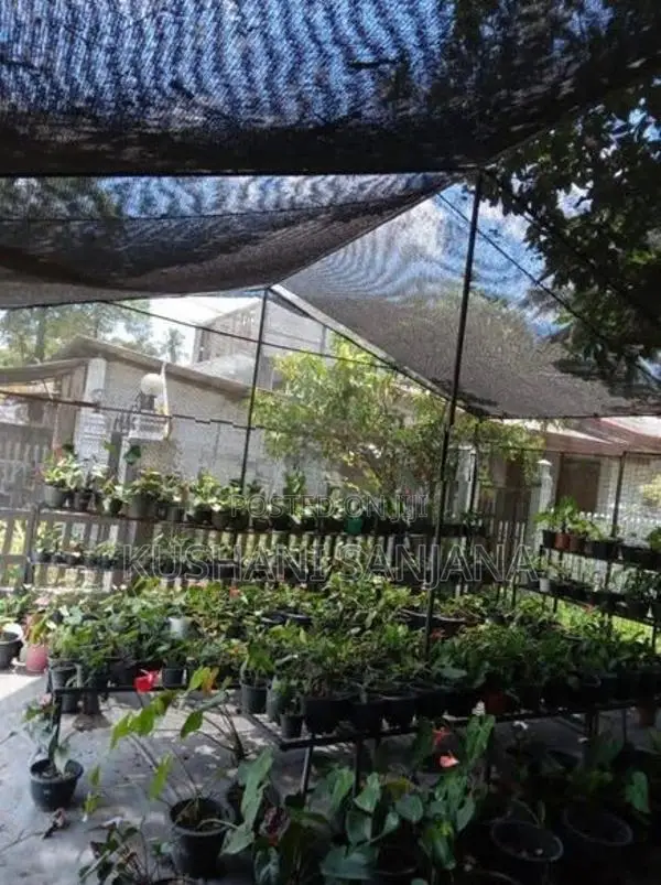 Anthurium Net Green House