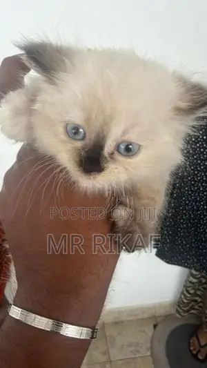 Himalayan kitten