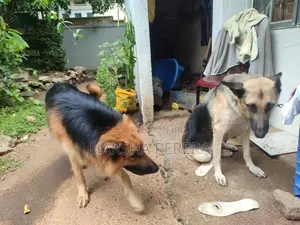 Lion German Shepherd Puppies