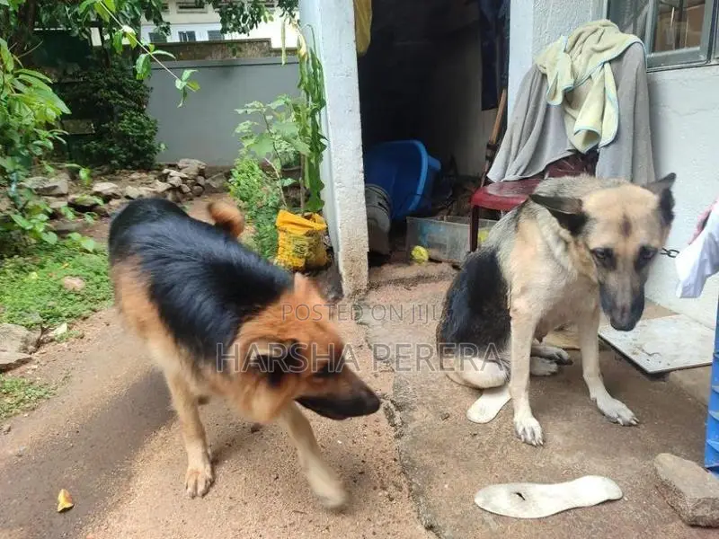 Lion German Shepherd Puppies