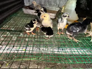 Long Tail Aseel Chicks