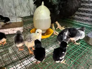 Long Tail Aseel Chicks