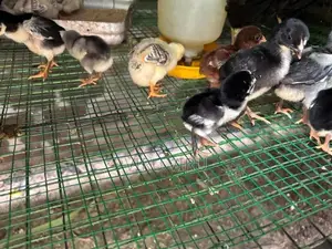Long Tail Aseel Chicks