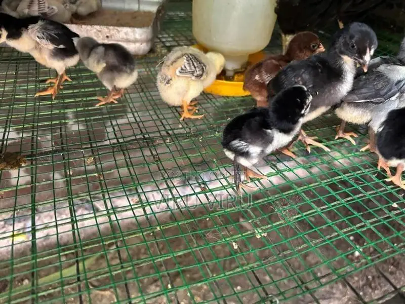 Long Tail Aseel Chicks
