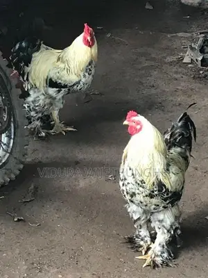 Brahma Chicken