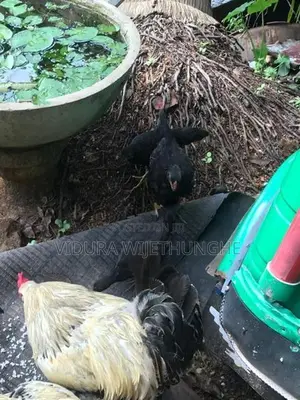 Brahma Chicken