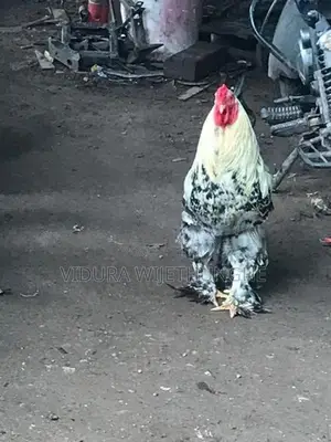 Brahma Chicken