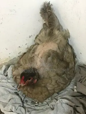 Brahma Chicken