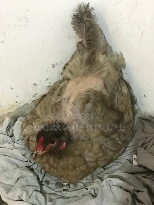 Brahma Chicken