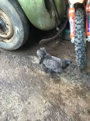 Brahma Chicken