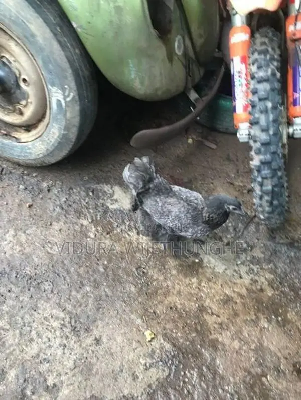 Brahma Chicken