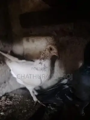 Pigeons