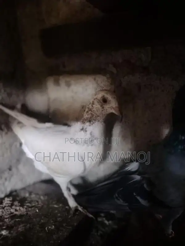 Pigeons
