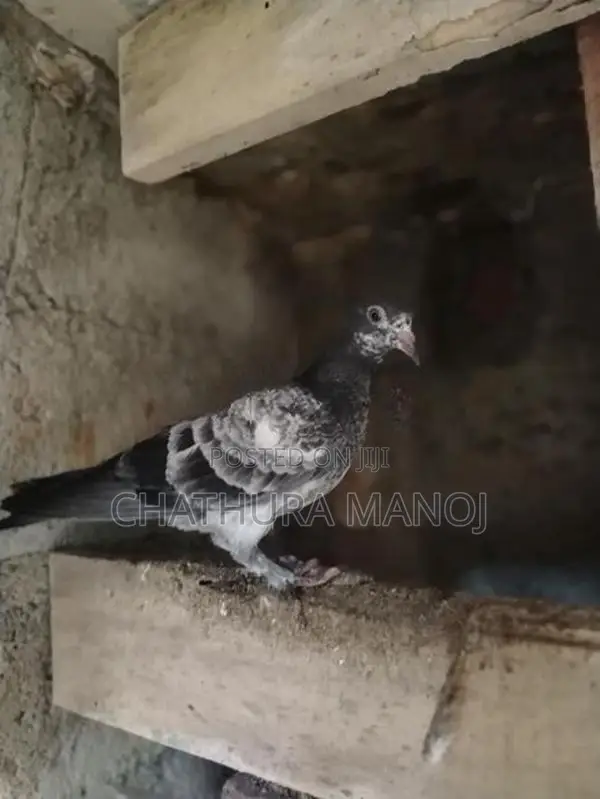 Pigeons