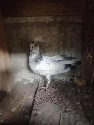 Pigeons