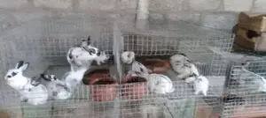 English Spot Bunnies