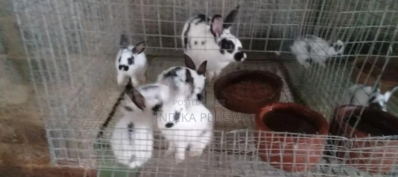 English Spot Bunnies