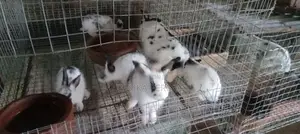 English Spot Bunnies