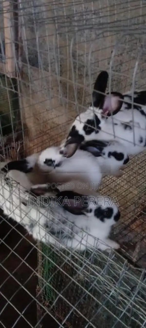 English Spot Bunnies