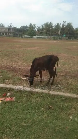 Farm Cow