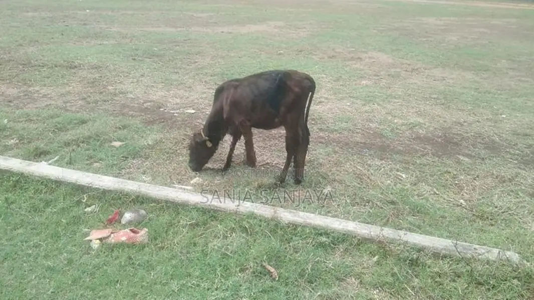 Farm Cow