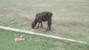 Farm Cow