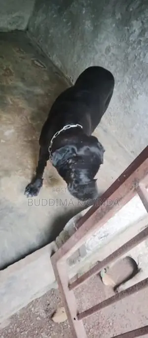 Cane Corso Female Dog
