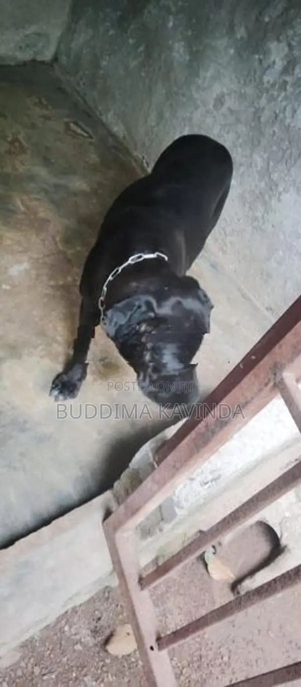 Cane Corso Female Dog