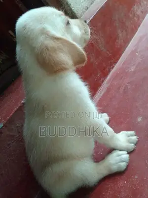 Labrador Puppy