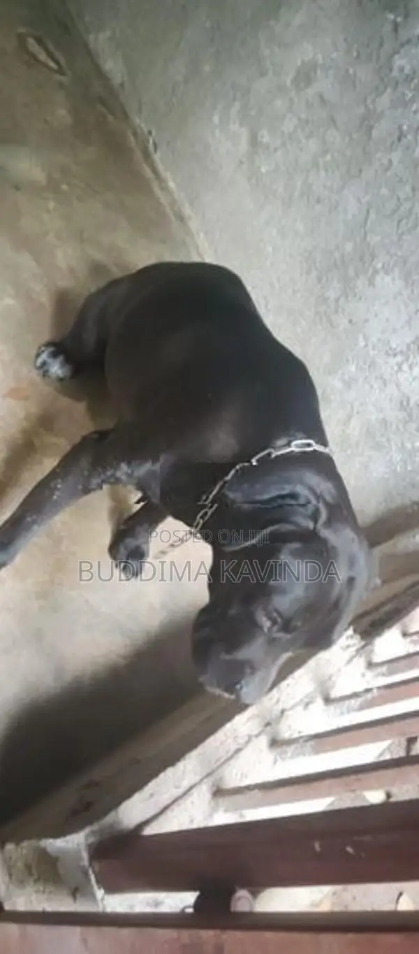 Cane Corso Female Dog
